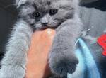 Thunder - Scottish Fold Kitten For Sale - 
