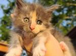 Princess - Maine Coon Kitten For Sale - Monroe&comma; OH&comma; US