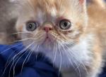 Beautiful Persians and exotic kittens - Persian Kitten For Sale - Lehighton&comma; PA&comma; US