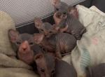 Pinky March Litter - Sphynx Kitten For Sale - 