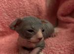Bicolored Male 1 - Sphynx Kitten For Sale - 