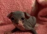 Bicolored Male 2 - Sphynx Kitten For Sale - Ewing&comma; NJ&comma; US