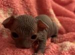 Blue Female with with markings 3 - Sphynx Kitten For Sale - 