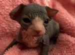 Bicolored male 4 - Sphynx Kitten For Sale - Ewing&comma; NJ&comma; US