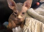Bicolored Female - Sphynx Kitten For Sale - Ewing&comma; NJ&comma; US