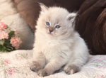 Z Ivory - Siberian Kitten For Sale - Poplar Bluff&comma; MO&comma; US