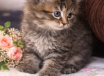 Sarah Francis Kittens - Siberian Kitten For Sale - Poplar Bluff&comma; MO&comma; US