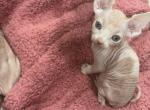 New litter - Sphynx Kitten For Sale - Rochester&comma; NY&comma; US