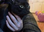 Pantera - Domestic Cat For Sale - Indianapolis&comma; IN&comma; US