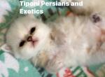Persian Kittens Blue Eyes - Persian Kitten For Sale - Rockwall&comma; TX&comma; US