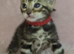 Red Collar Brown Female - Bengal Kitten For Sale - Bradner&comma; OH&comma; US
