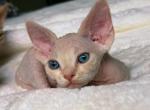 L - Devon Rex Kitten For Sale - Philadelphia&comma; PA&comma; US