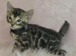Black Collar Brown Male - Bengal Kitten For Sale - Bradner&comma; OH&comma; US
