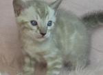 Light Purple Collar Snow Mink - Bengal Kitten For Sale - Bradner&comma; OH&comma; US
