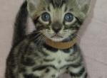 Brown Collar Brown Male - Bengal Kitten For Sale - Bradner&comma; OH&comma; US