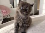 Handsome Giant Blue Smoke Boy - Maine Coon Kitten For Sale - Tannersville&comma; PA&comma; US