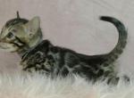 Gray Collar Brown Male - Bengal Kitten For Sale - Bradner&comma; OH&comma; US