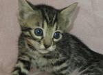 Orange Collar Brown Female - Bengal Kitten For Sale - Bradner&comma; OH&comma; US
