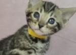 Yellow Collar Brown Female - Bengal Kitten For Sale - Bradner&comma; OH&comma; US
