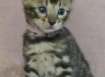 Pink Collar Brown Female - Bengal Kitten For Sale - Bradner&comma; OH&comma; US