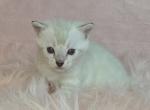 Lilac Collar Seal Point Lynx Female - Bengal Kitten For Sale - Bradner&comma; OH&comma; US