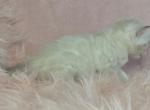 Lilac Collar Seal Point Lynx Female - Bengal Kitten For Sale - Bradner&comma; OH&comma; US