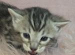 Gray Collar Silver Male - Bengal Kitten For Sale - Bradner&comma; OH&comma; US