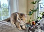 Sonni - Scottish Straight Kitten For Sale - 