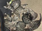 Bengal Folds - Bengal Kitten For Sale - Fall River&comma; MA&comma; US