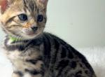 Brown Bengal female - Bengal Kitten For Sale - Morrisonville&comma; NY&comma; US