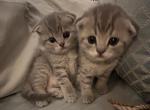 Pure Breed Scottish Fold & Straight - Scottish Fold Kitten For Sale - Freehold&comma; NJ&comma; US