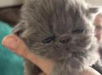 Babies Babies Beautiful Persians & Exotics - Persian Kitten For Sale - Lehighton&comma; PA&comma; US