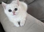 Liam - Scottish Straight Kitten For Sale - 