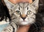 Jagger - Domestic Kitten For Sale - Bristol&comma; CT&comma; US