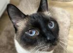 Archie - Siamese Cat For Sale - Whittier&comma; CA&comma; US