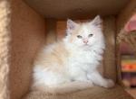 Designer Male Solly - Maine Coon Kitten For Sale - 