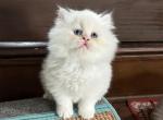 No name yet - British Shorthair Kitten For Sale - Carmel&comma; IN&comma; US