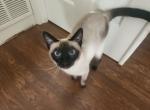 Bluebell - Siamese Cat For Adoption - Poulsbo&comma; WA&comma; US