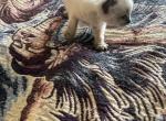 Ragdoll Lynx Tail - Ragdoll Kitten For Sale - Louisville&comma; KY&comma; US