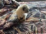 Ragdoll Munchkin - Munchkin Kitten For Sale - 