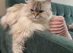 Nutella - Himalayan Cat For Sale - CA&comma; US