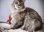 Isabella - Maine Coon Cat For Sale - 