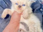 Mishka litter - Persian Kitten For Sale - Williamsport&comma; OH&comma; US