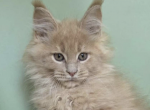 Fidel - Maine Coon Kitten For Sale - Brighton&comma; CO&comma; US