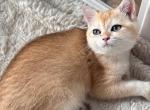 British straight kitten - British Shorthair Kitten For Sale - Hallandale&comma; FL&comma; US