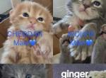 Cheddar - Maine Coon Kitten For Sale - 