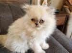 Twilight sparkle - Himalayan Kitten For Sale - Wheatfield&comma; IN&comma; US