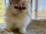 Persian female - Persian Kitten For Sale - Kansas City&comma; MO&comma; US