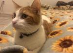Lucca - Domestic Cat For Adoption - Laveen&comma; AZ&comma; US