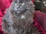 Misty - Maine Coon Kitten For Sale - 